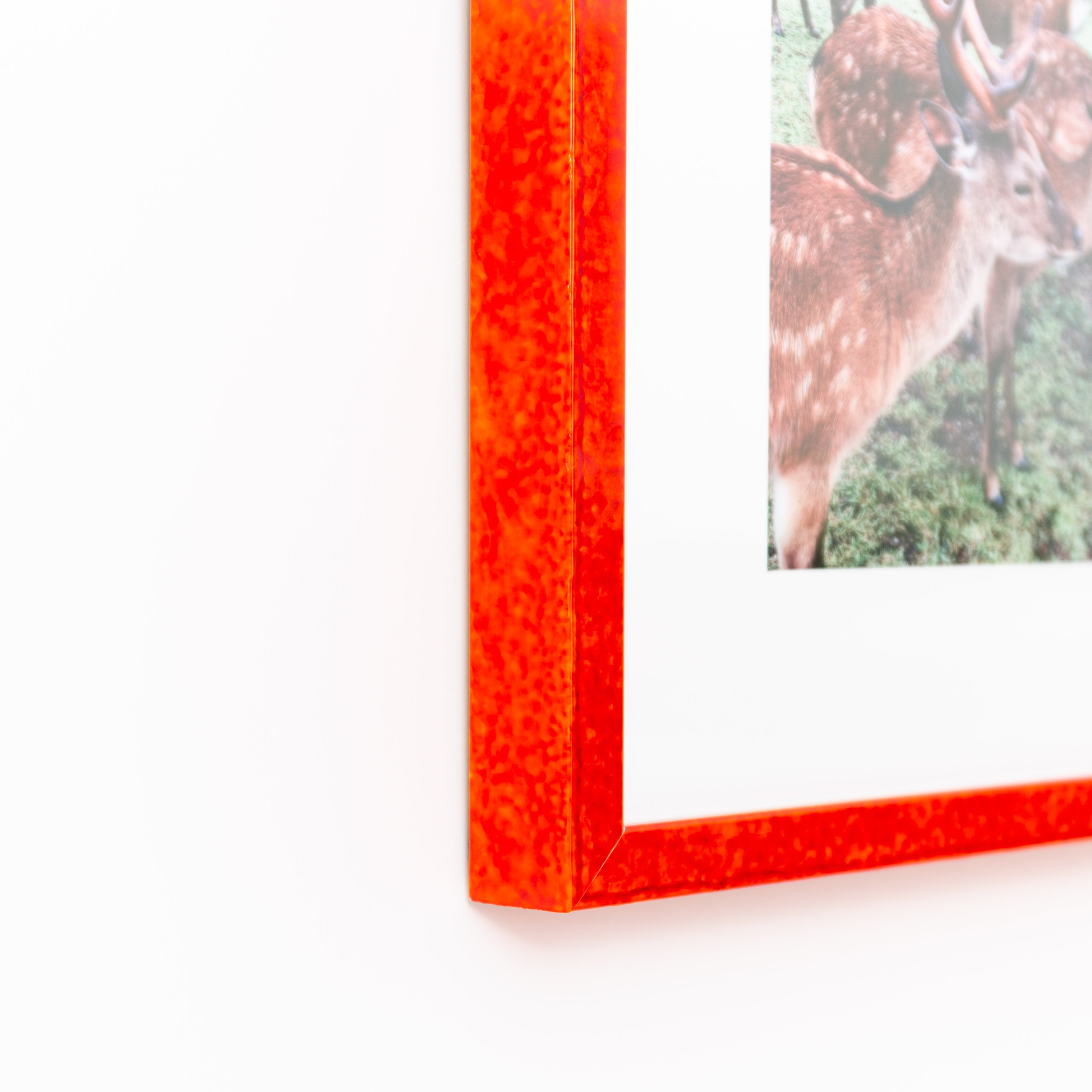bottom left corner of photograph of deer framed in kyoto red glazed frame with a white mat