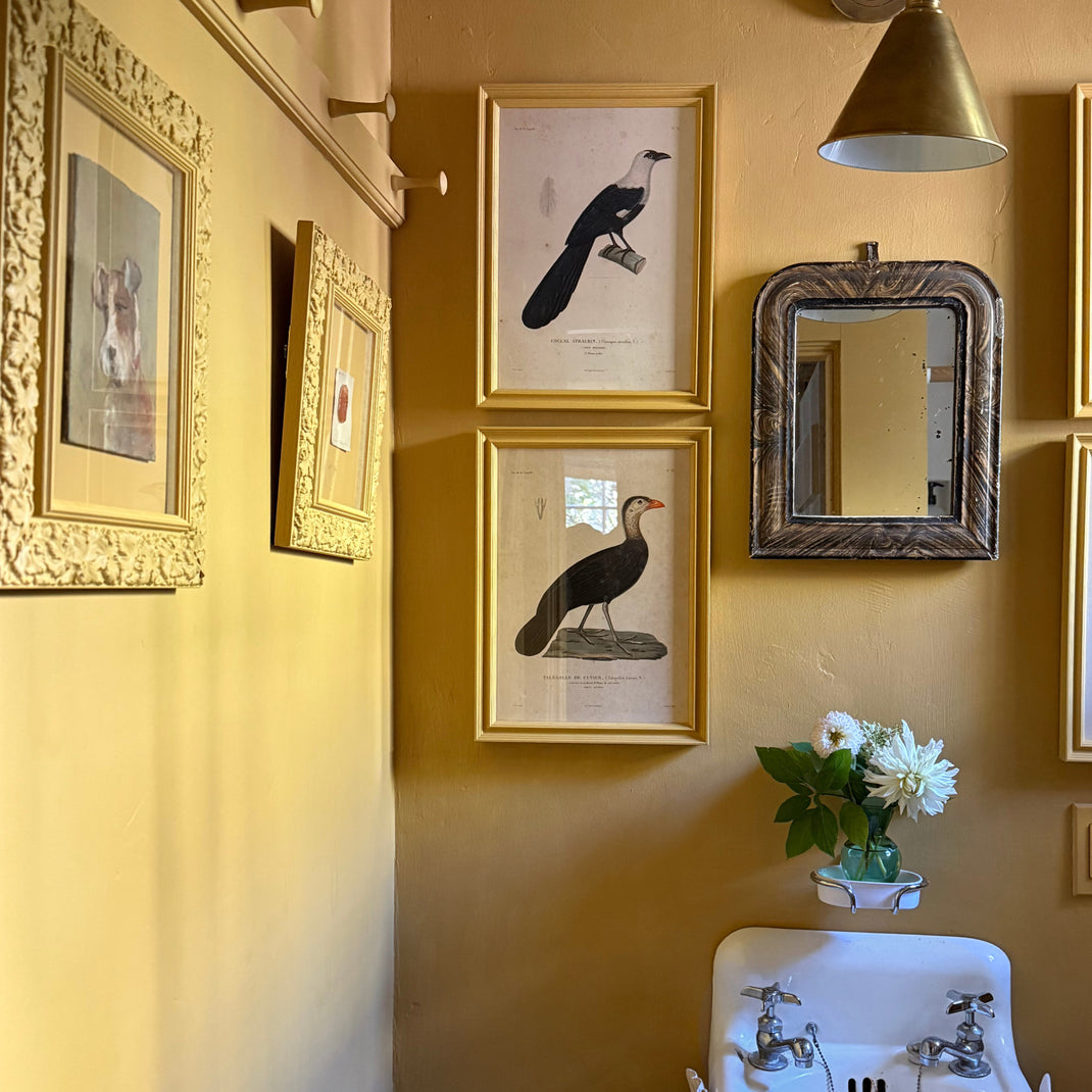 India Yellow [Prof. 01]