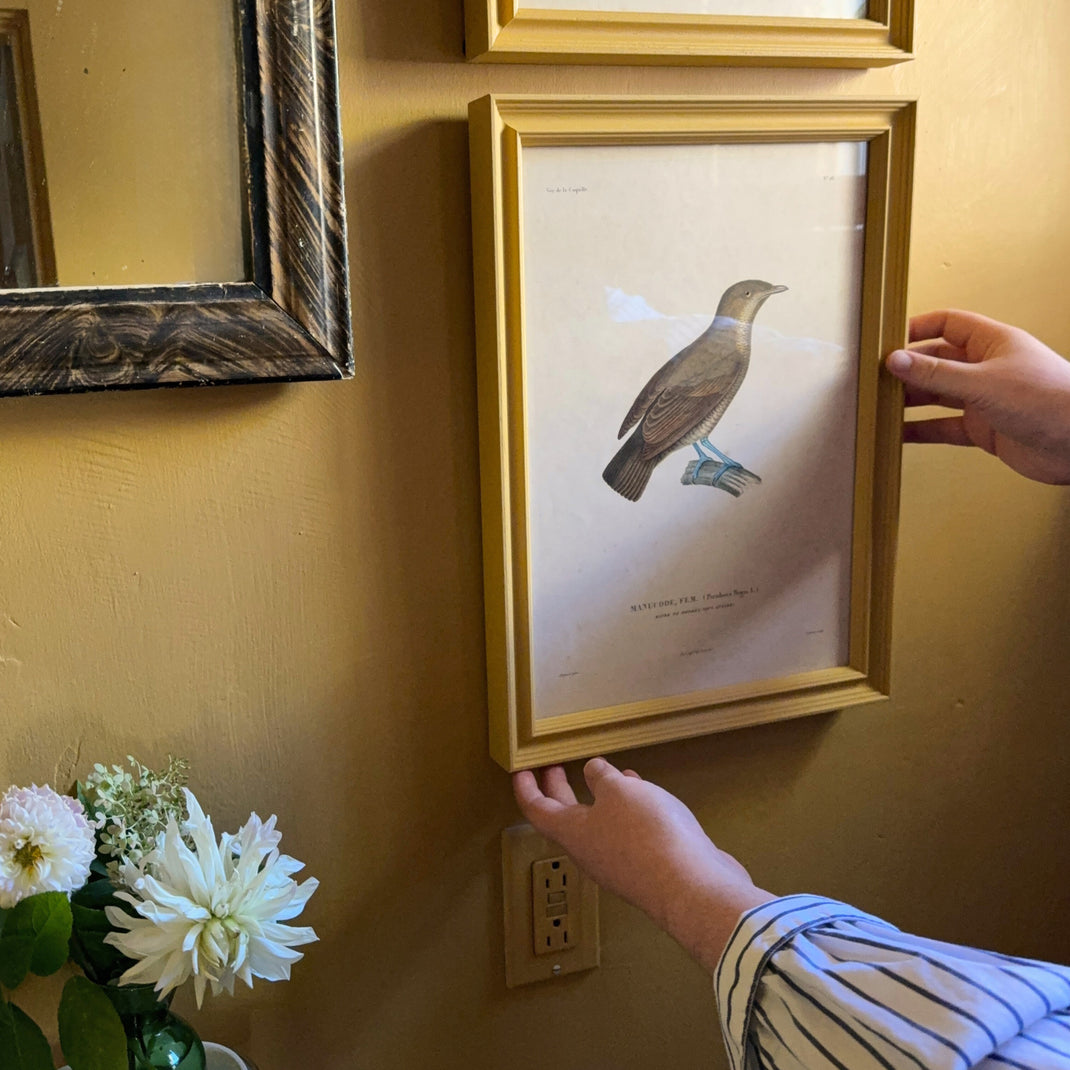 India Yellow [Prof. 01]