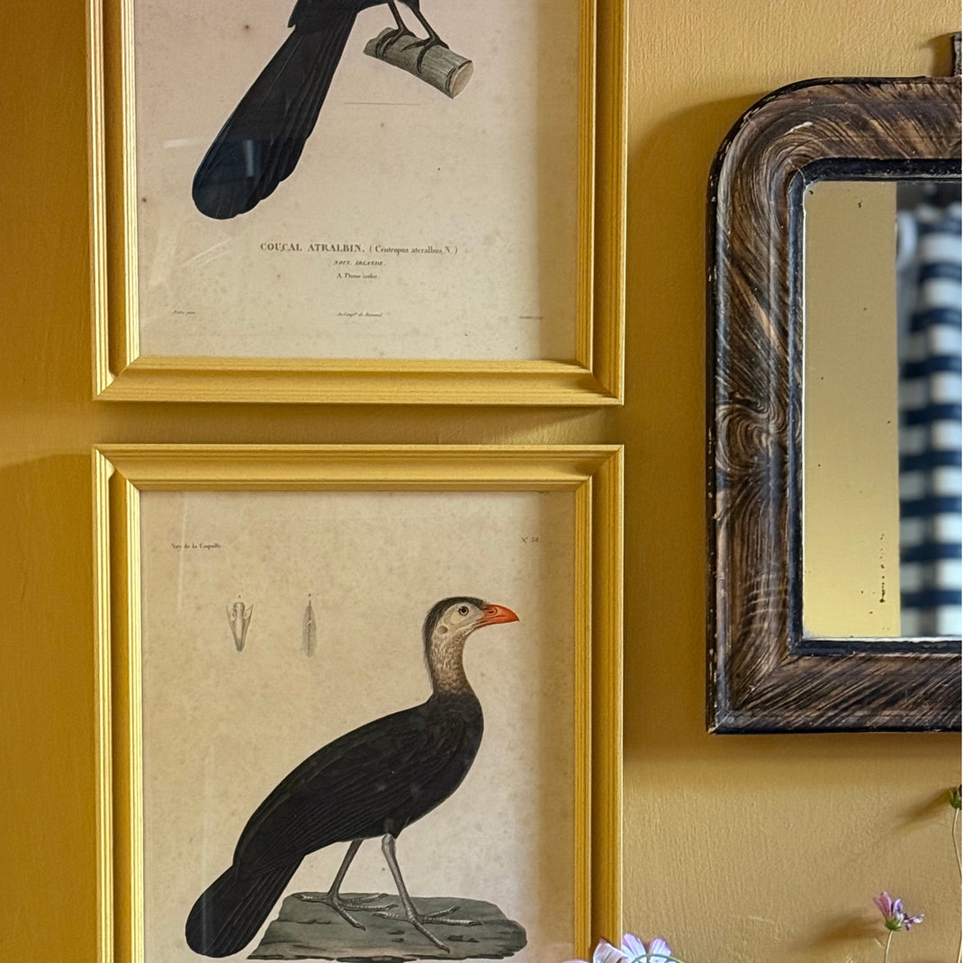 India Yellow [Prof. 01]