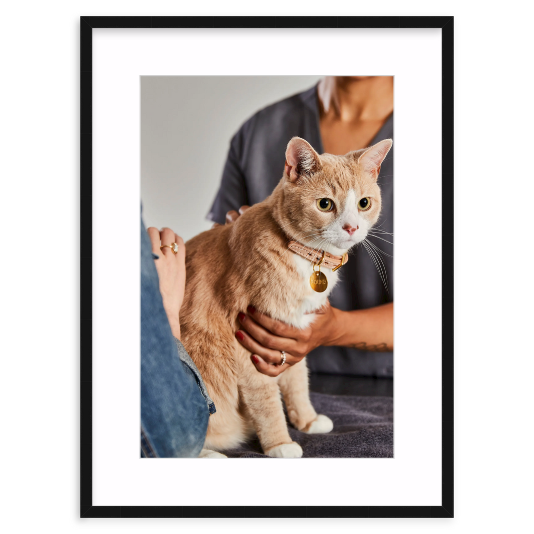 Cat Checkup