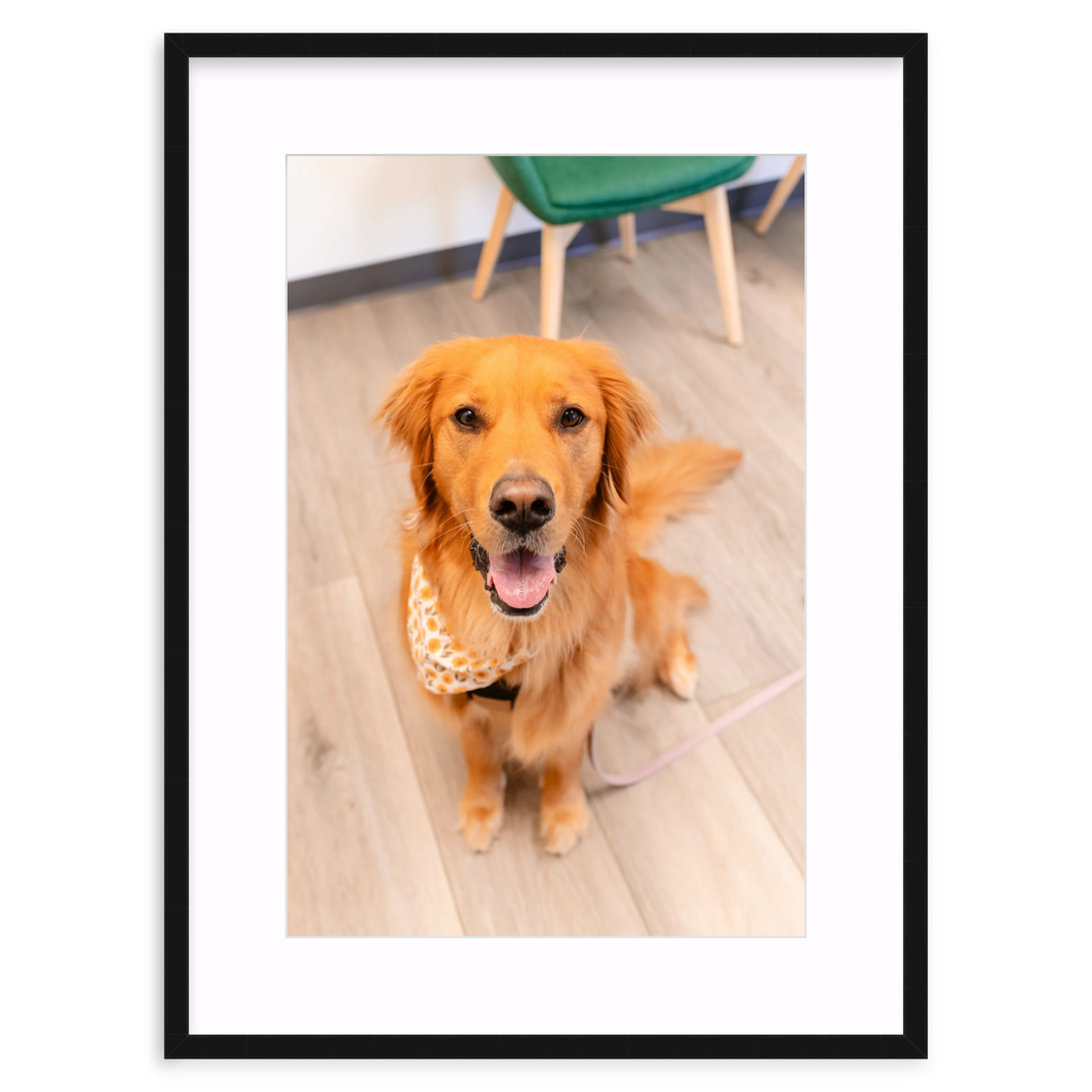 Good boy Golden
