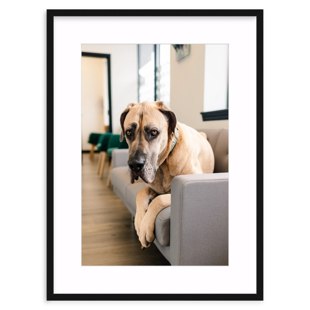 Great Dane