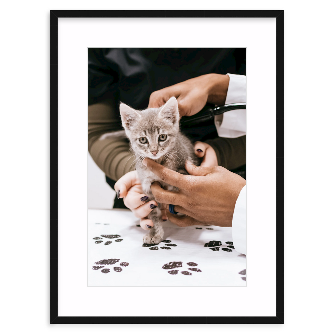 Kitten Checkup