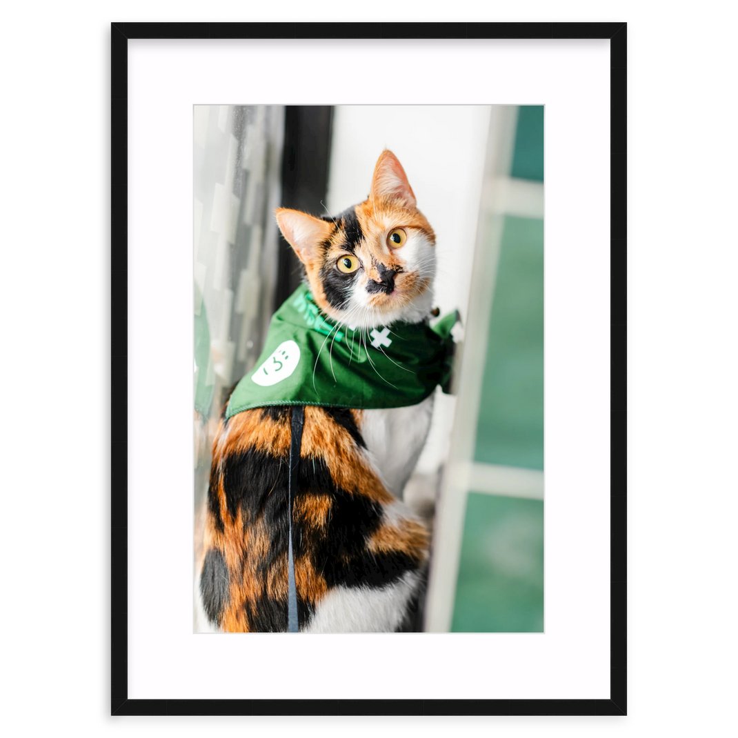Window Whiskers